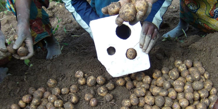 Aardappelen worden gesorteerd volgens grootte zoals vereist door de gebruikers.