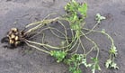Boven- en ondergrondse structuren van de aardappelplant